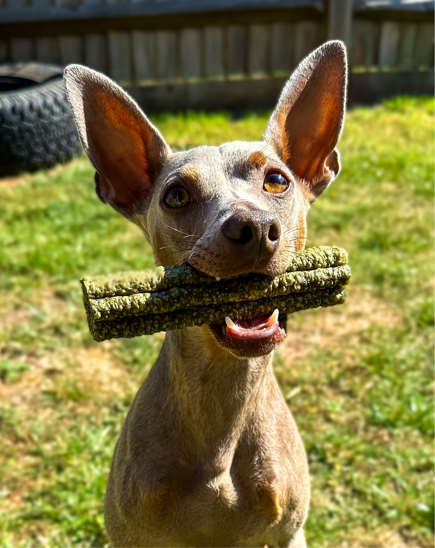 Puffed Flower Dental Sticks