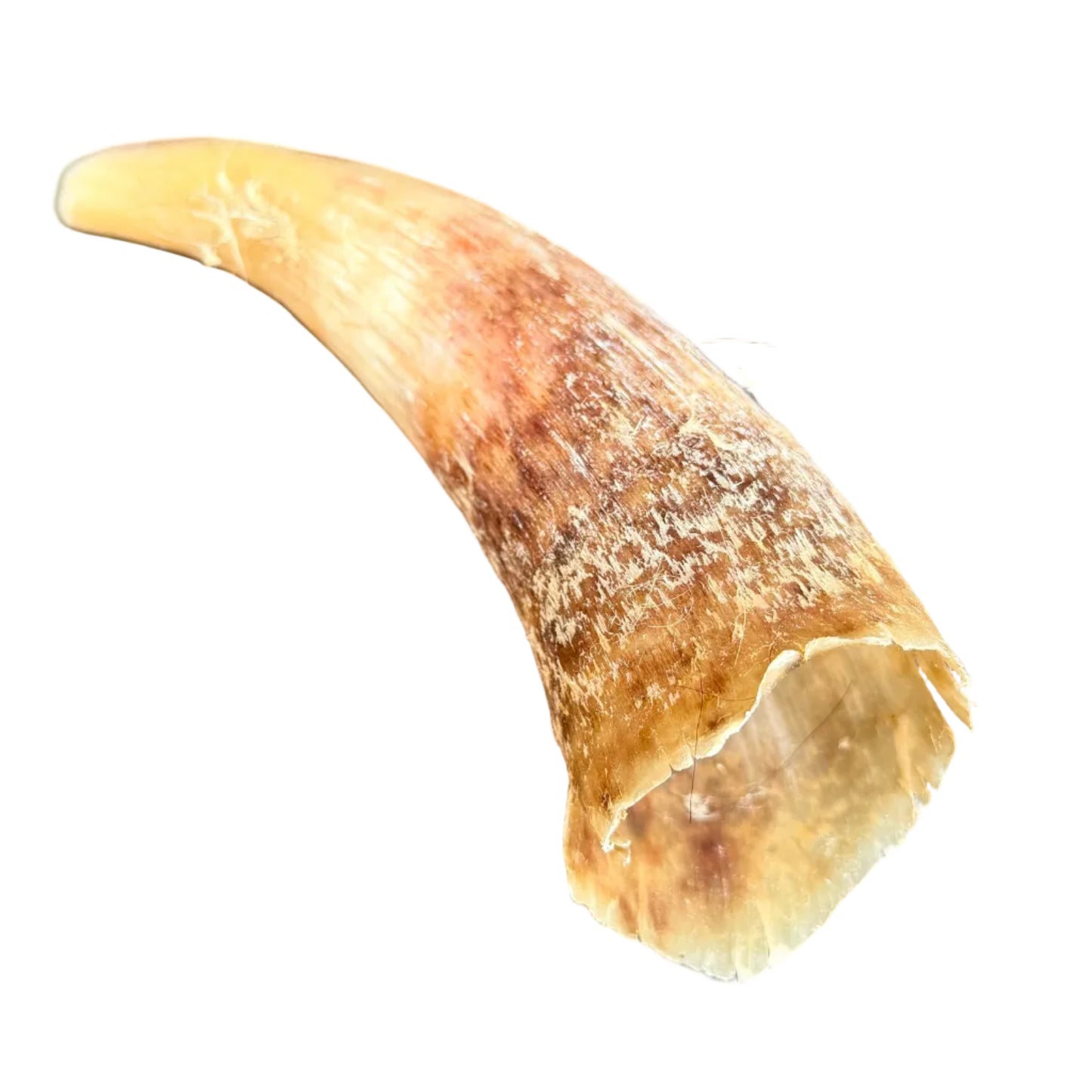 EMPTY COW HORN