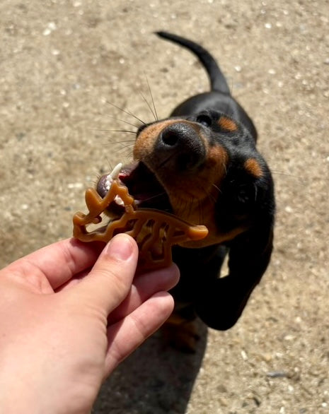 Dental Dino | Chicken
