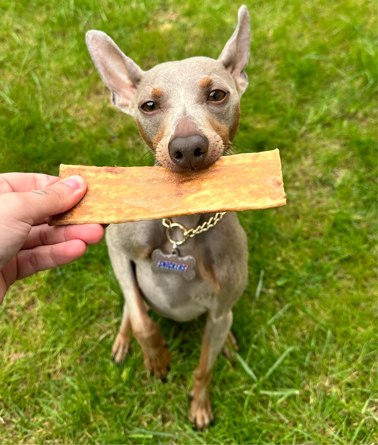 Chewllagen Chips | Beef