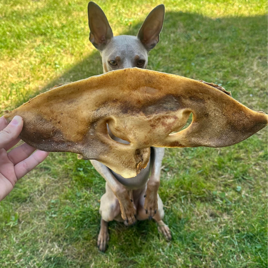 HAIRLESS COW SNOUT