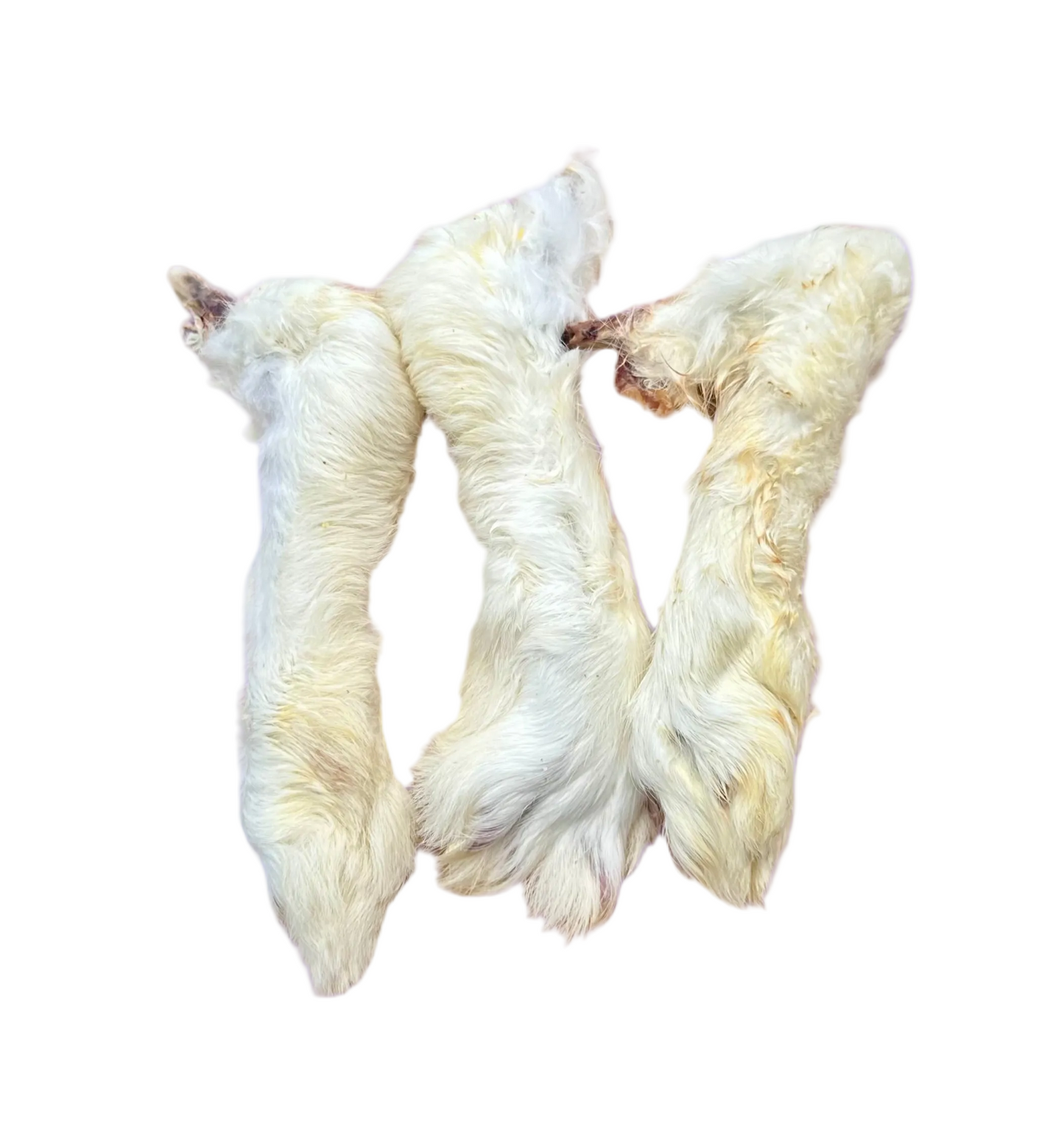 HAIRY RABBIT FOOT