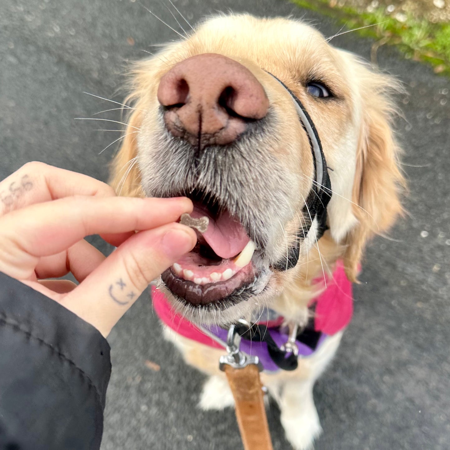 Banana & Chicken Mini Bones