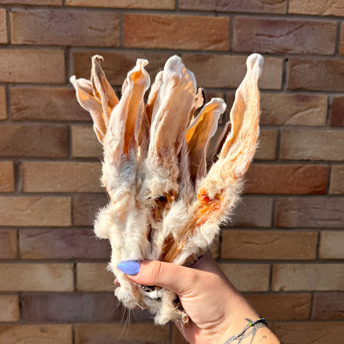 FRIDAY FANCIES | 15 SMALL/BROKEN RABBIT EARS
