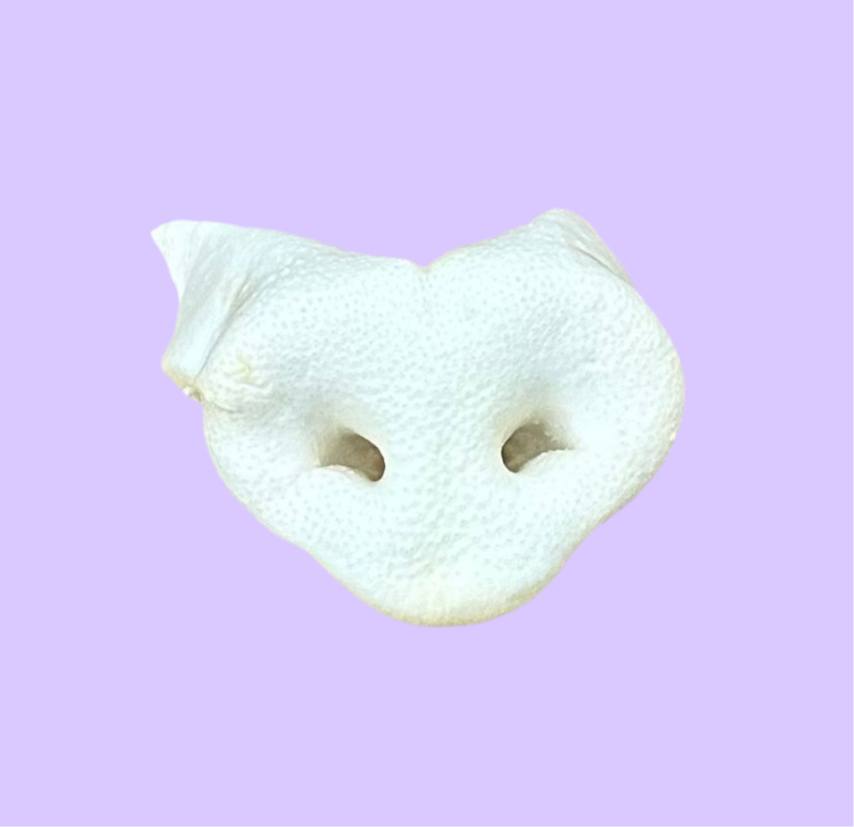 Puffed Pig Snout