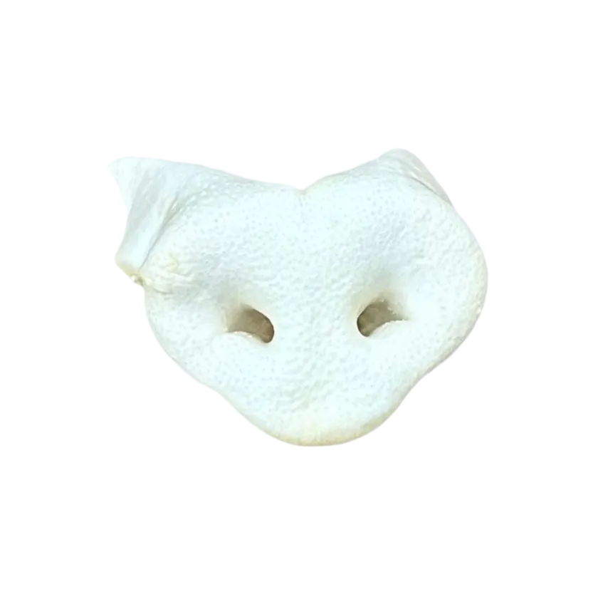 Puffed Pig Snout
