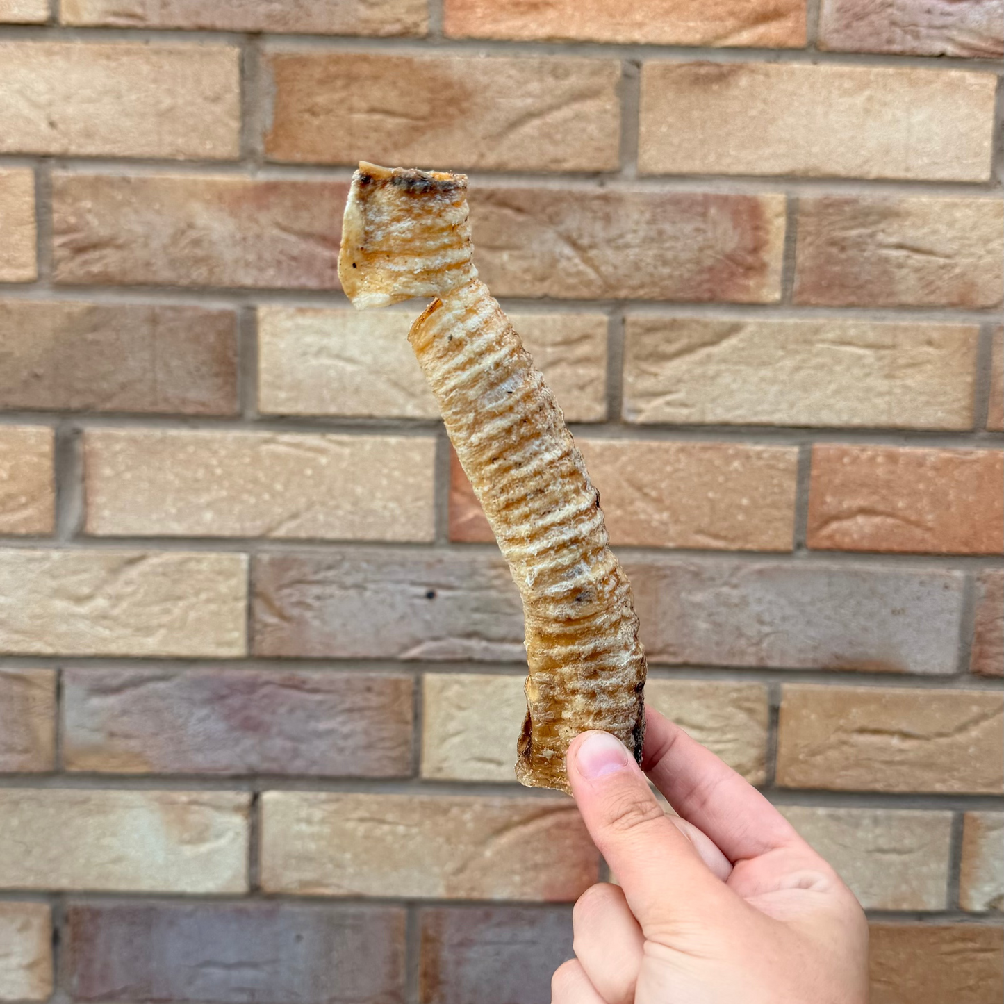 LAMB TRACHEA