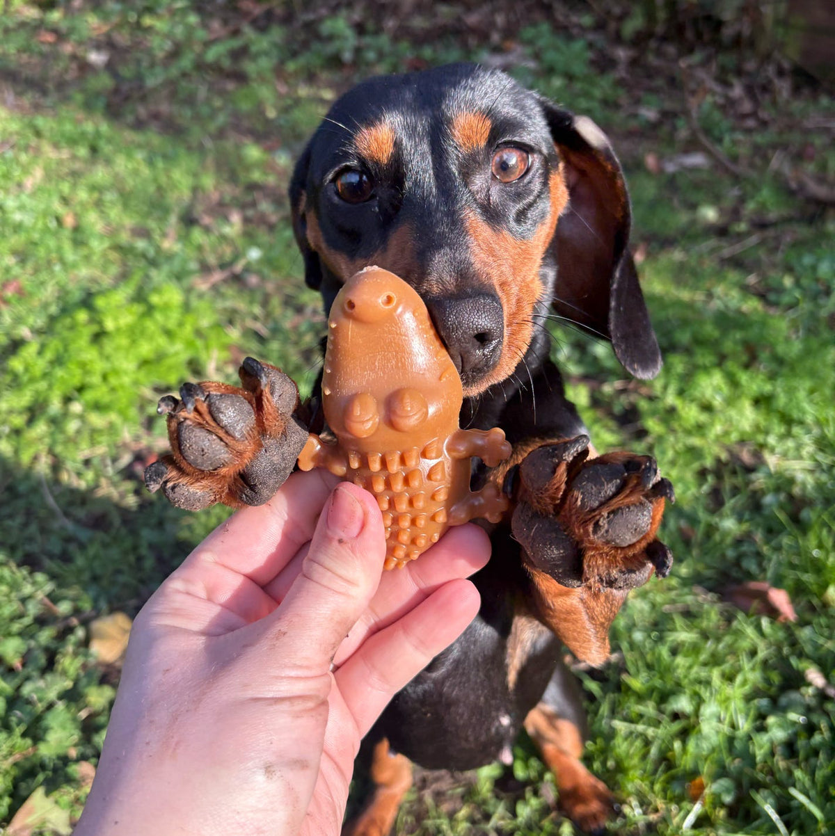 PEANUT BUTTER CROC