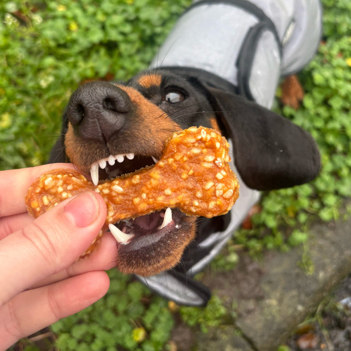 MEAT & RICE BONES | 6 FLAVOURS
