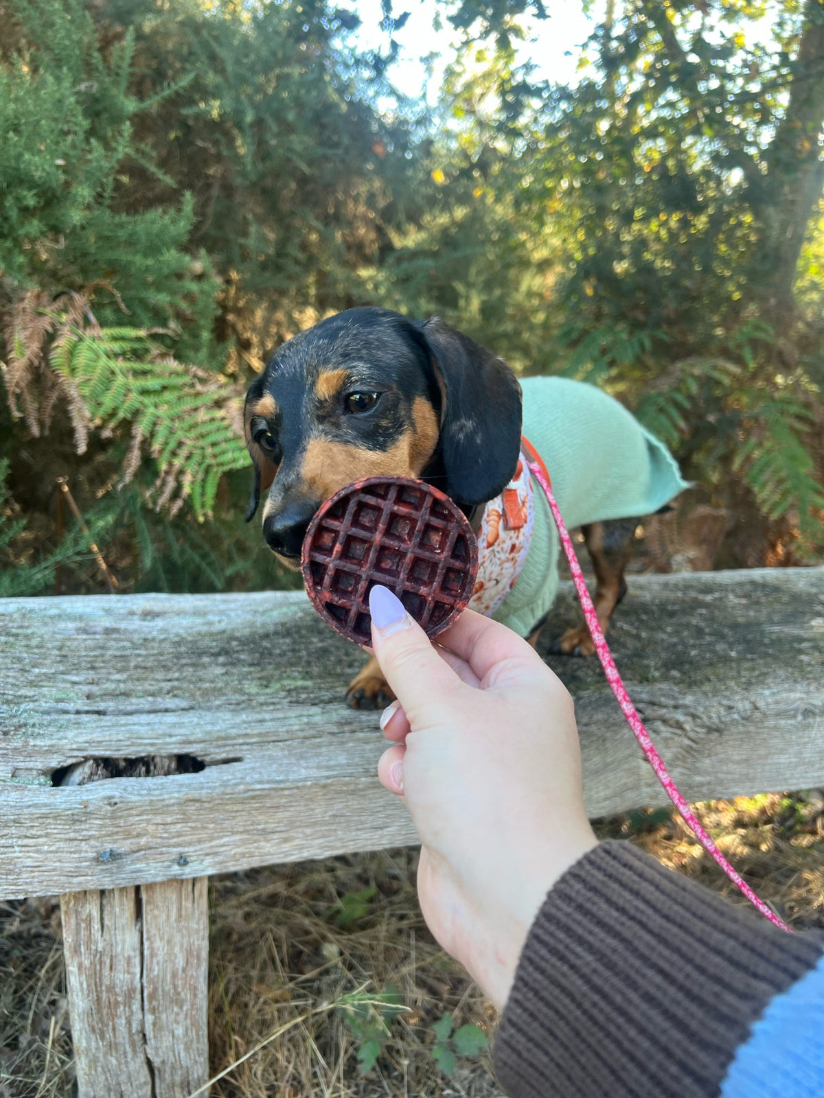 CAMEL COLLAGEN WAFFLE