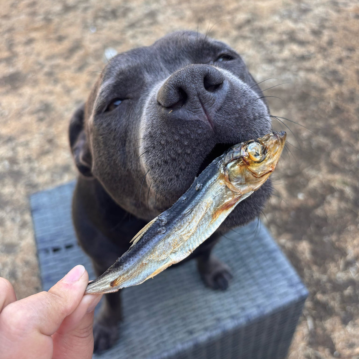 LARGE SPRAT