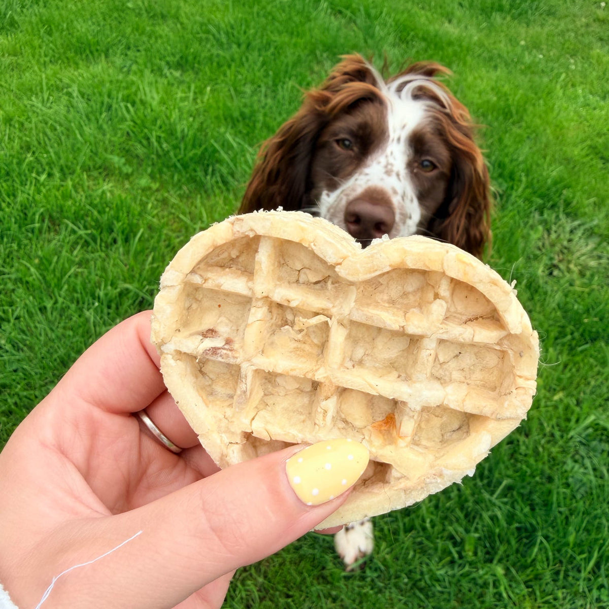 BUFFALO COLLAGEN HEART WAFFLE | 2 SIZES