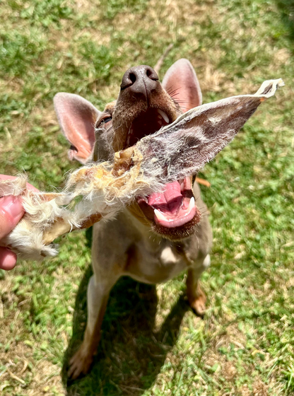 HAIRY RABBIT EAR