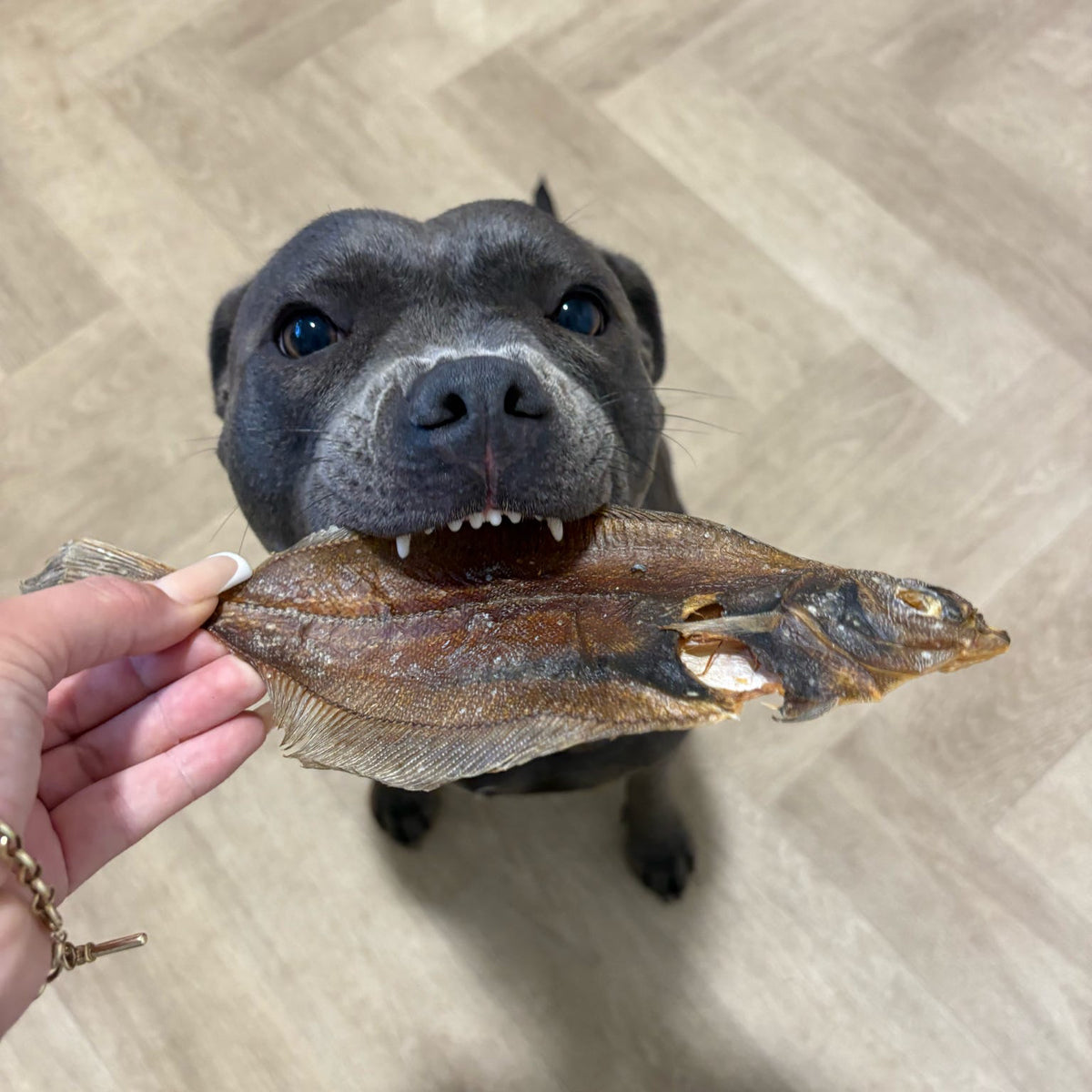 ANGRY FISH