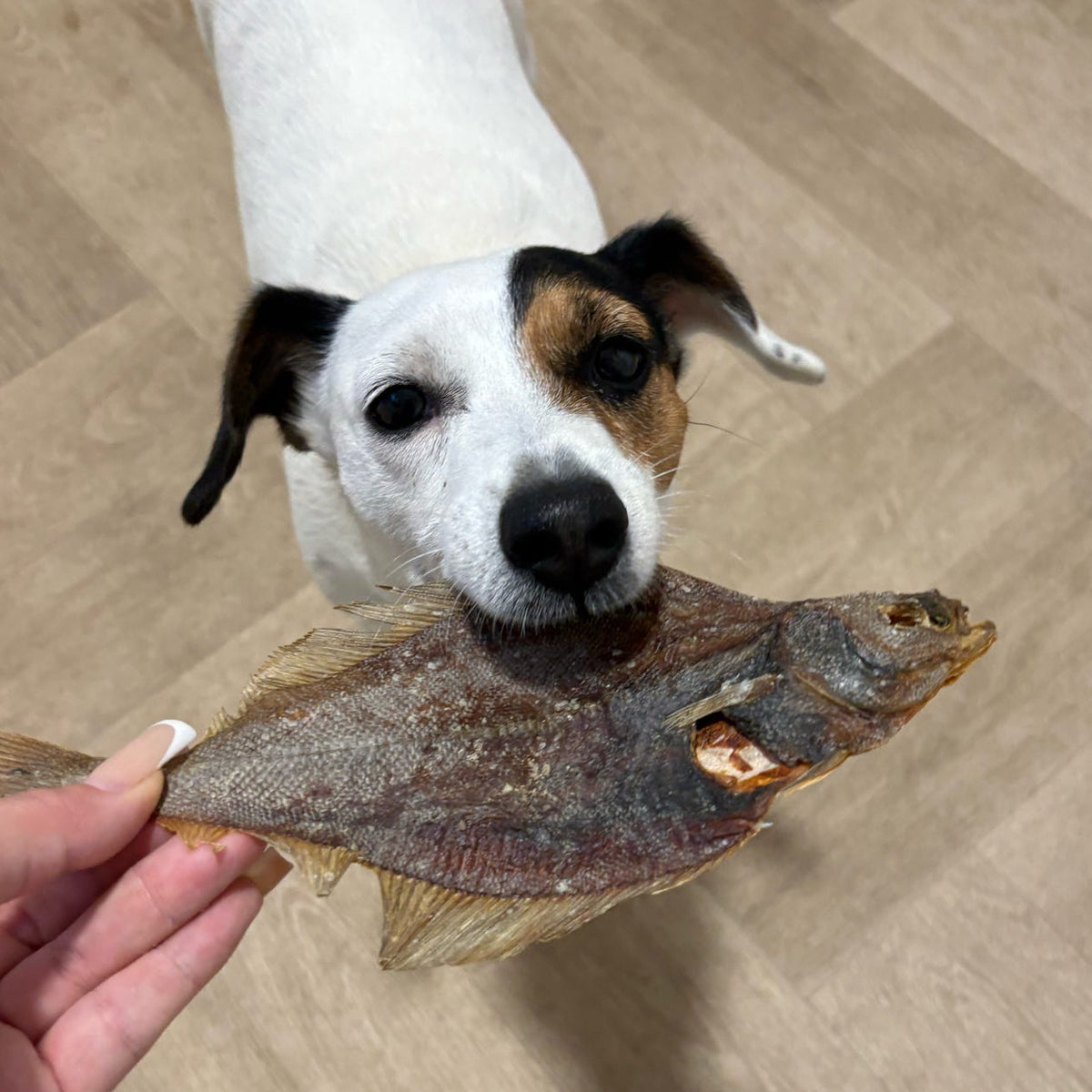 ANGRY FISH