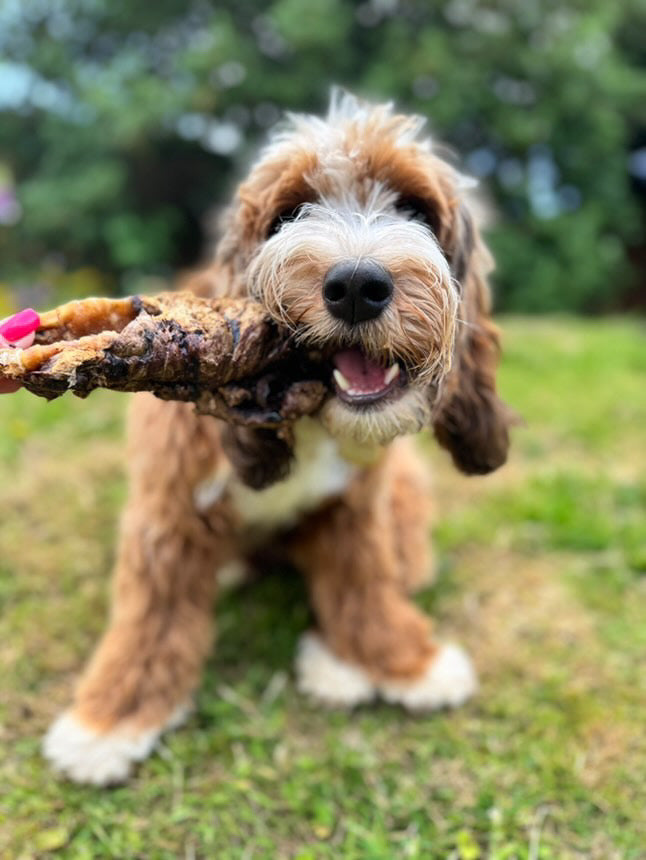 Wrapped Buffalo Trachea