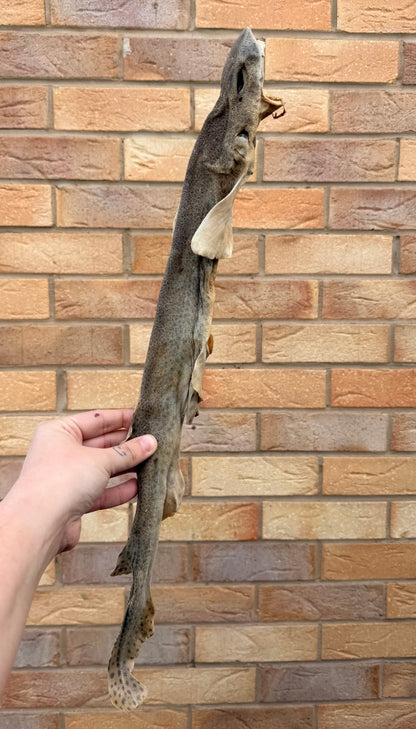AIR DRIED DOG FISH (SHARK)