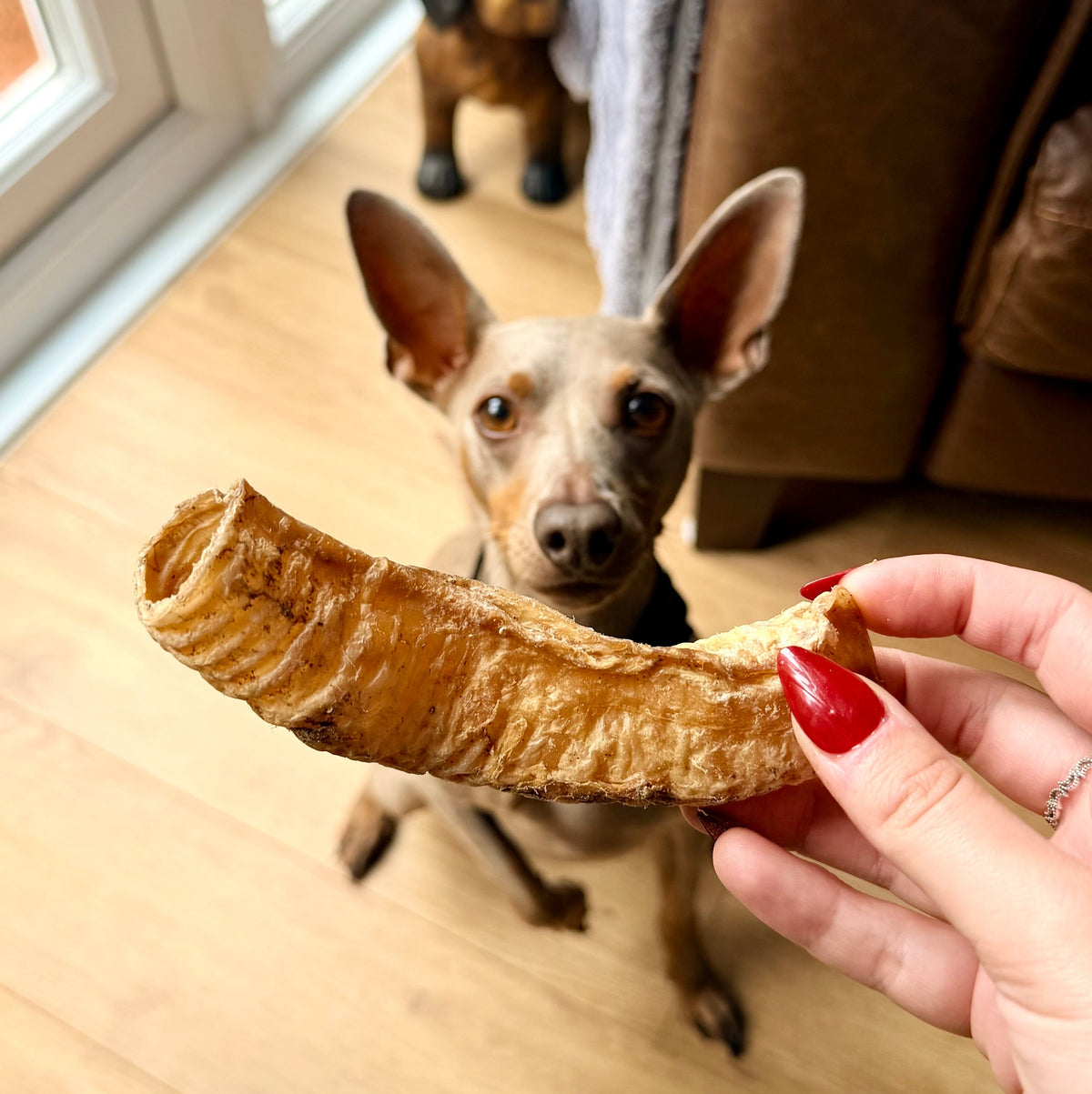 LAMB TRACHEA