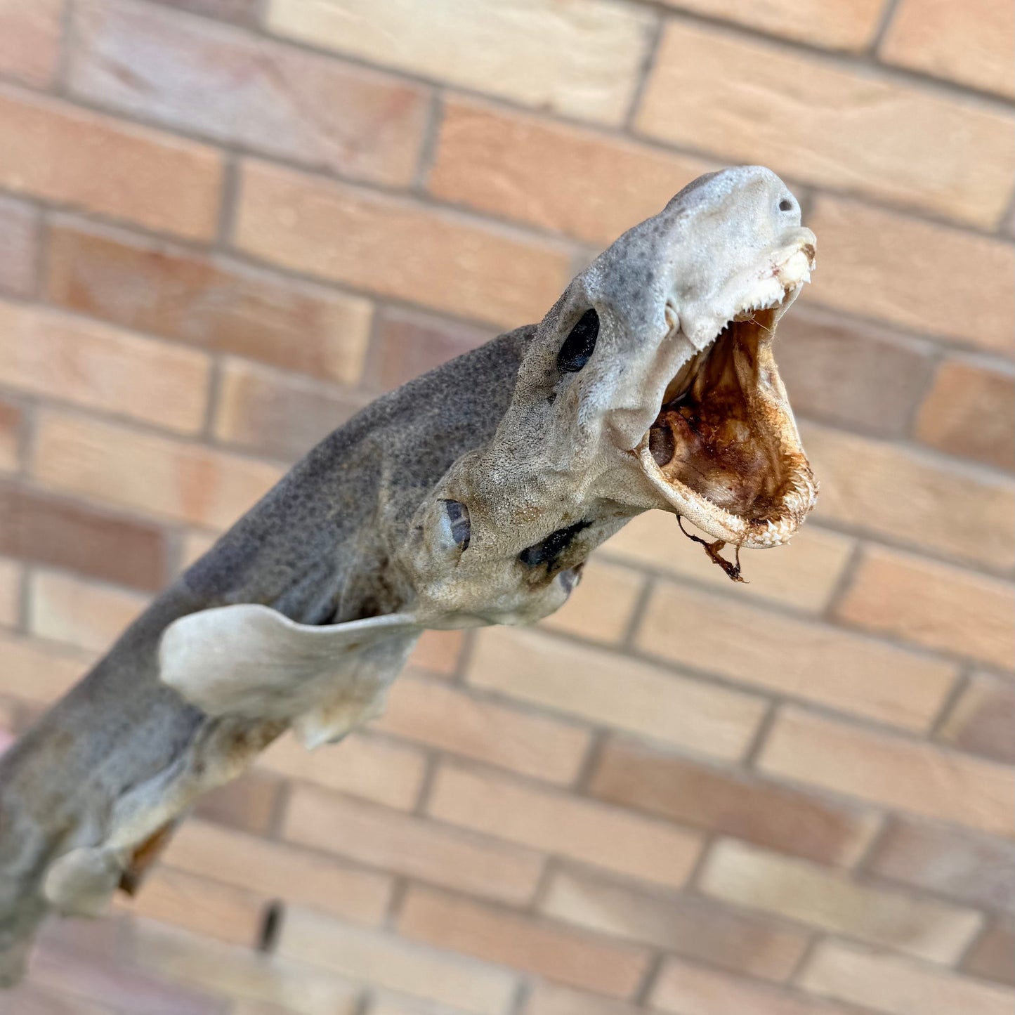 AIR DRIED DOG FISH (SHARK)