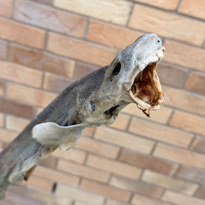 AIR DRIED DOG FISH (SHARK)