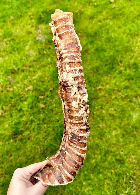 Long Beef Trachea