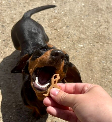 Diddy Dental Dinos | Chicken & Peanut Butter