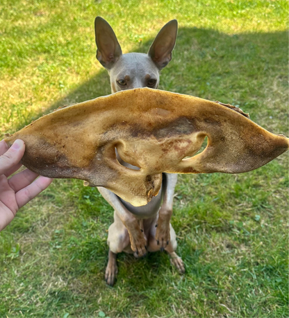 HAIRLESS COW SNOUT
