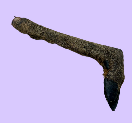 Deer Leg | Hairy | END OF BATCH DISCOUNT