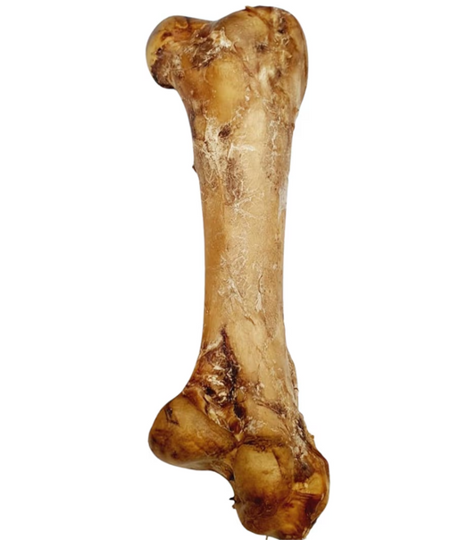 Ostrich Dino Bone