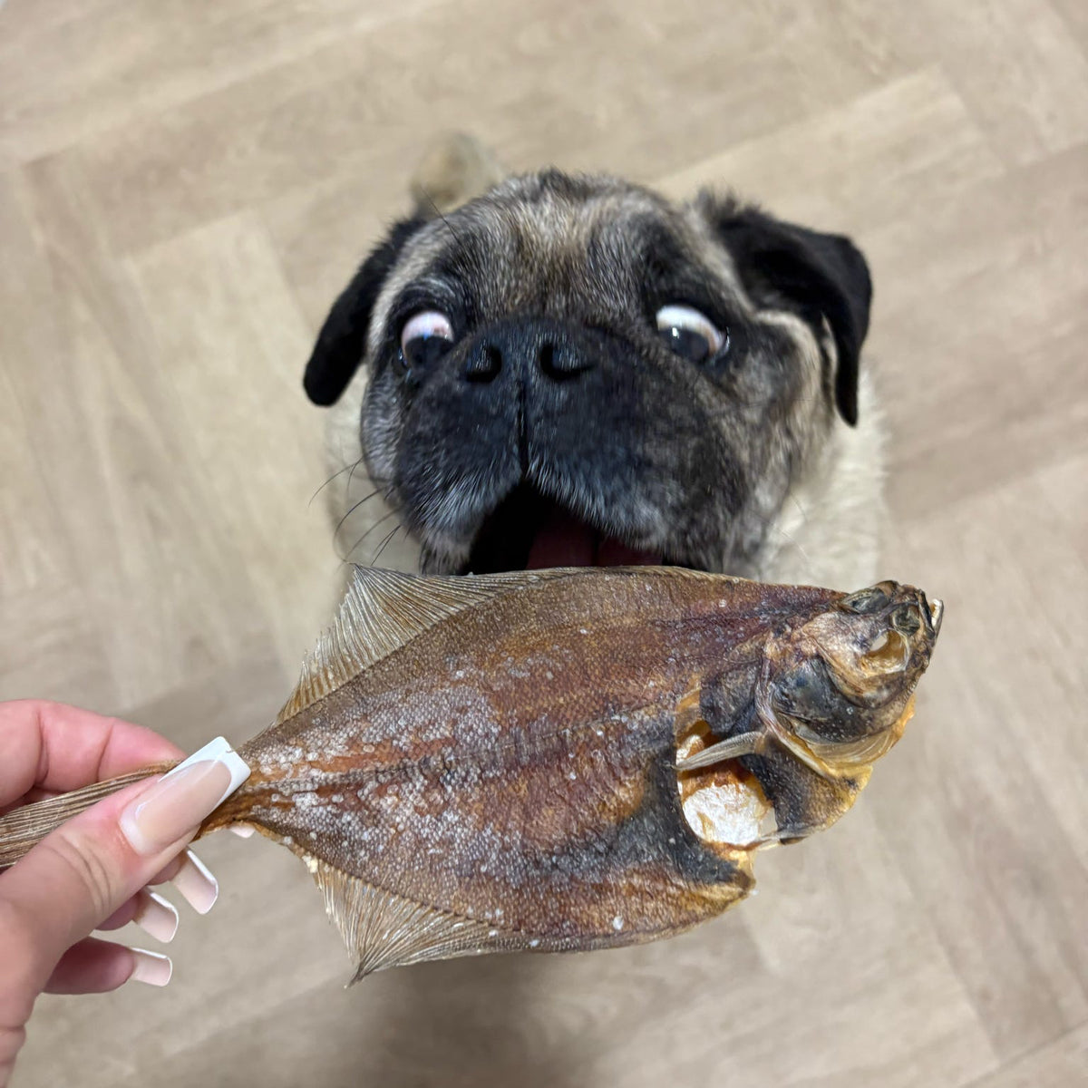 ANGRY FISH