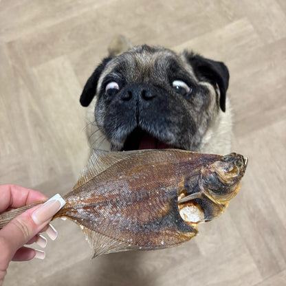 ANGRY FISH