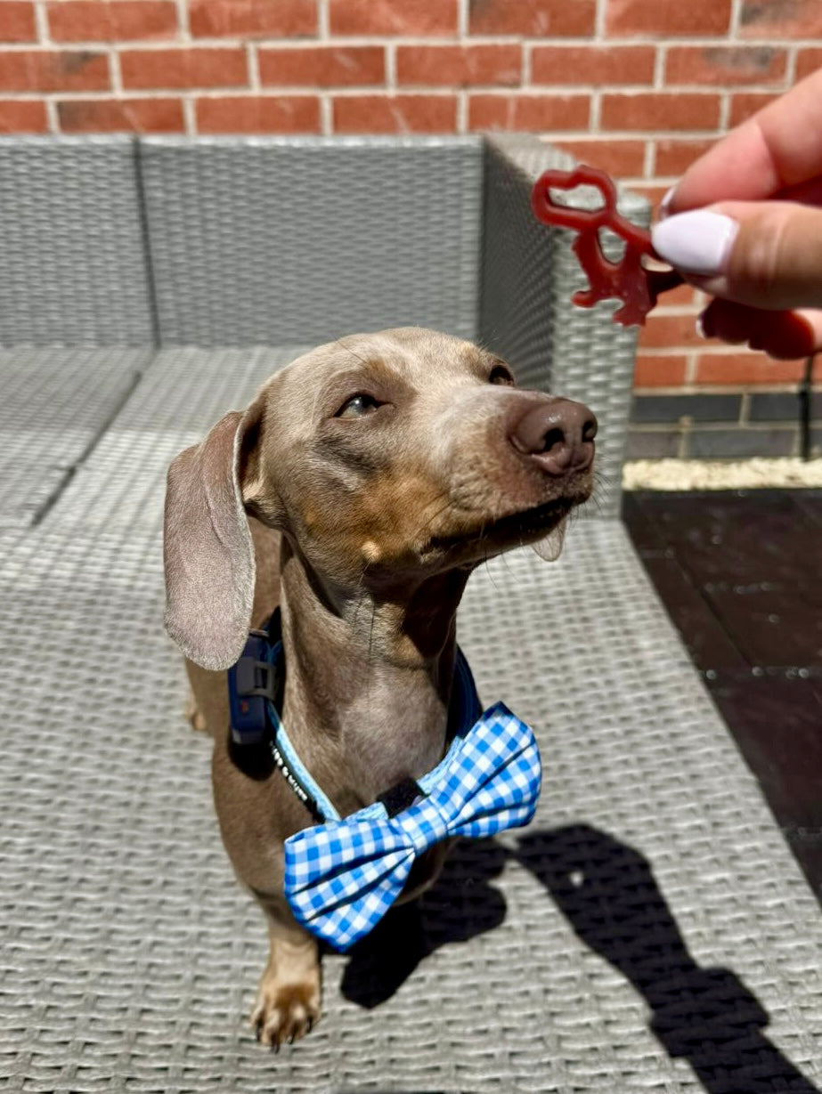 Diddy Dental Dinos | Chicken & Cranberry