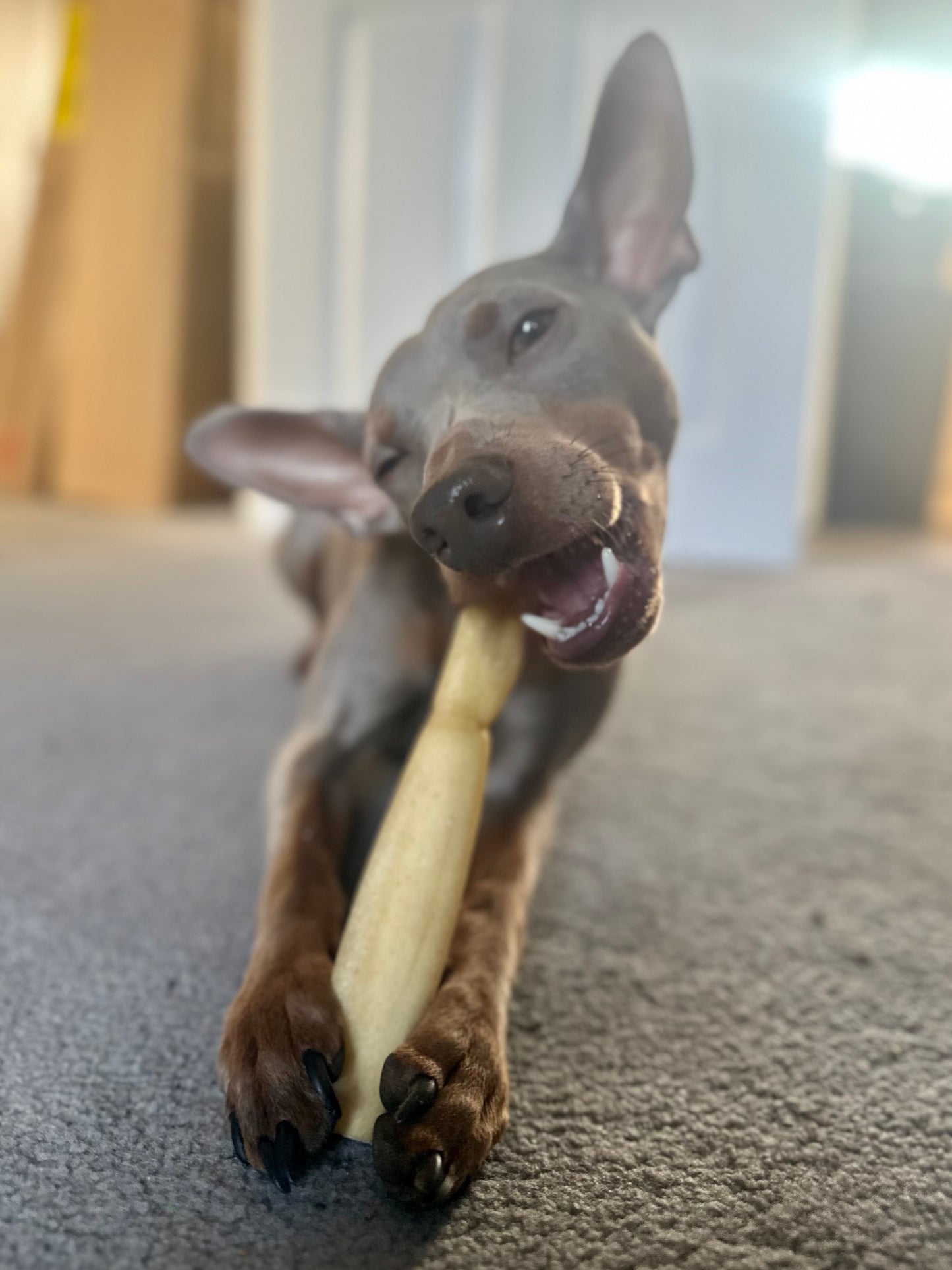 Buffalo Skin Roll | 20cm