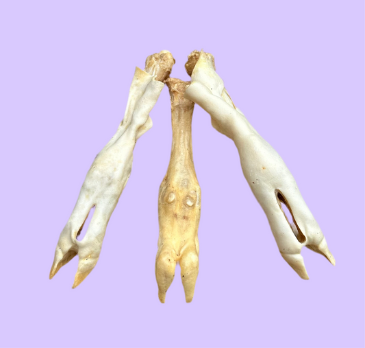 Lamb Feet