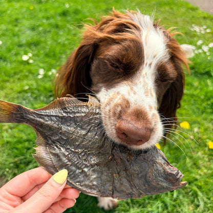 ANGRY FISH