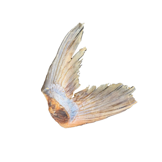 PANGASIUS TAIL