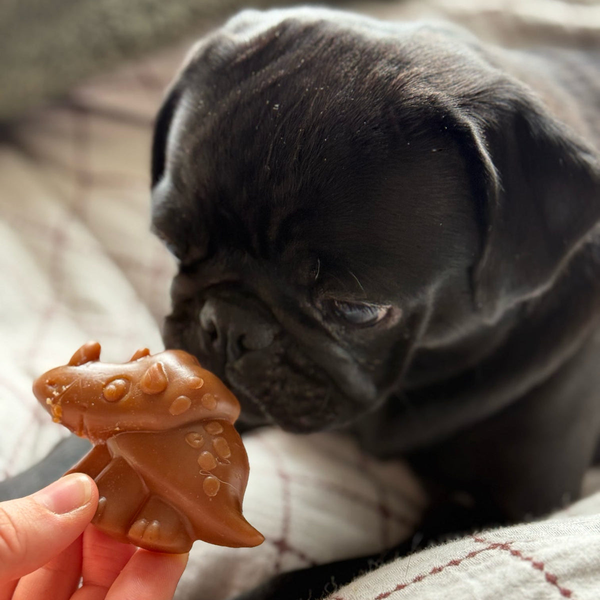 VEGGIE DINO DENTAL CHEW