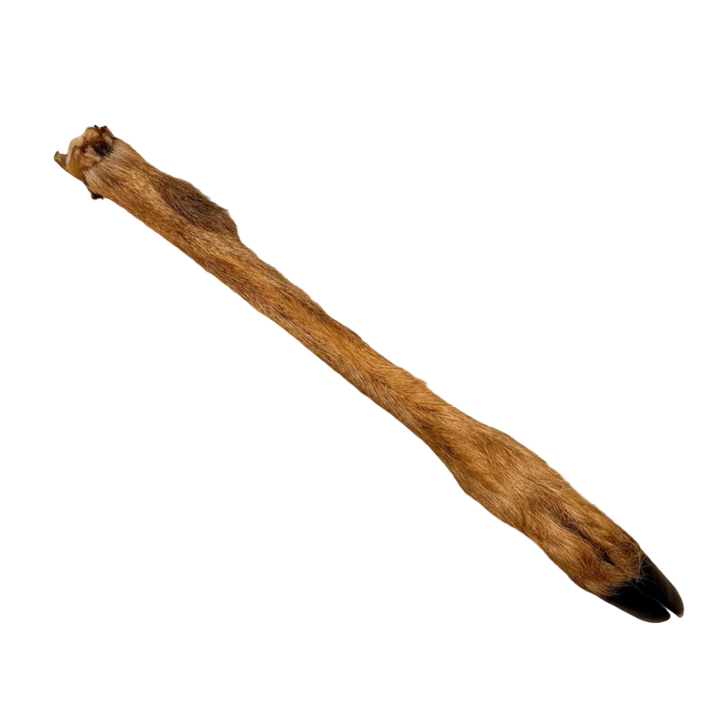 HAIRY ROE DEER LEG