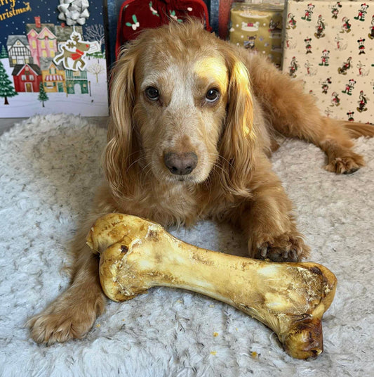 OSTRICH DINO BONE