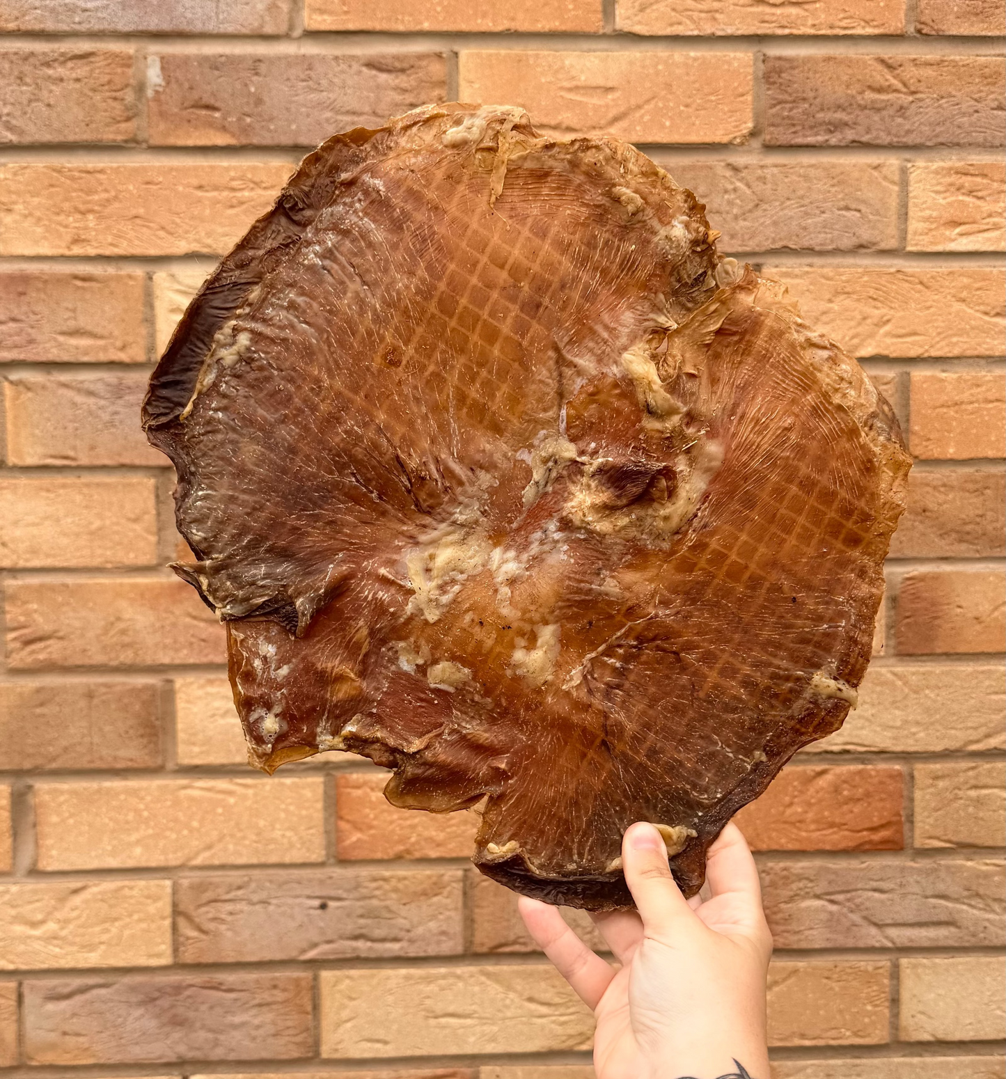 PORK STOMACH FRISBEE