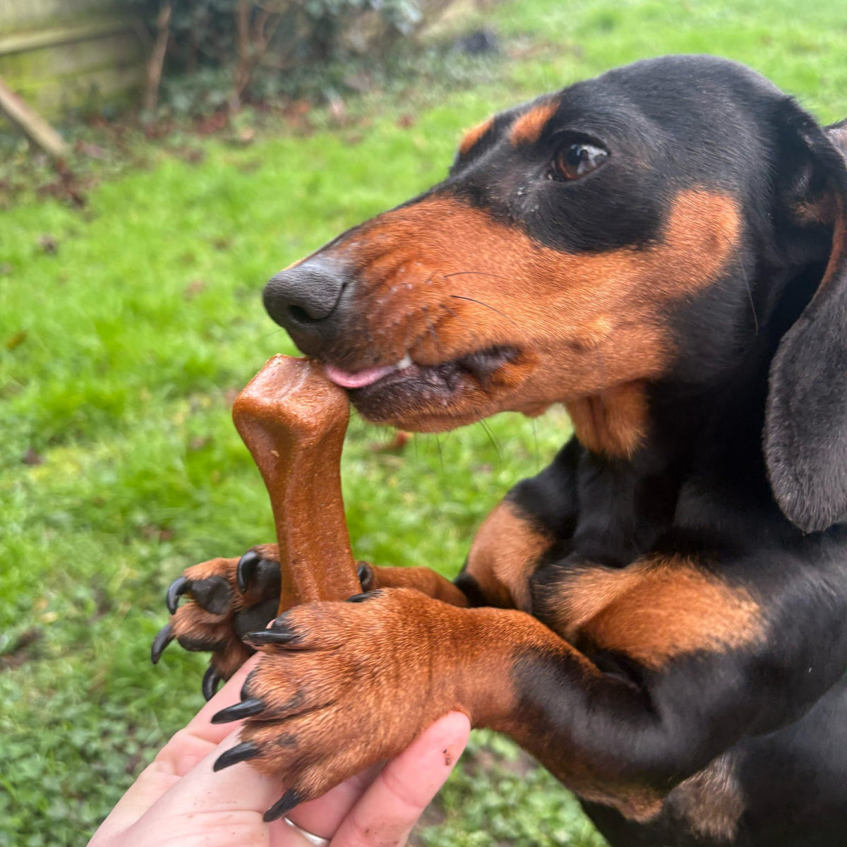 PEANUT BUTTER CHEESE BONE