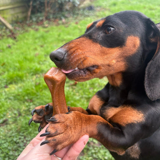 PEANUT BUTTER CHEESE BONE