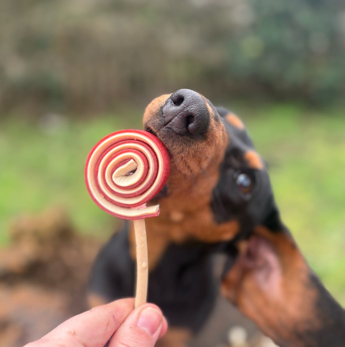 SWIRLY POPS | RANDOMLY SELECTED