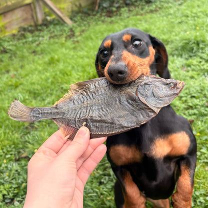 ANGRY FISH