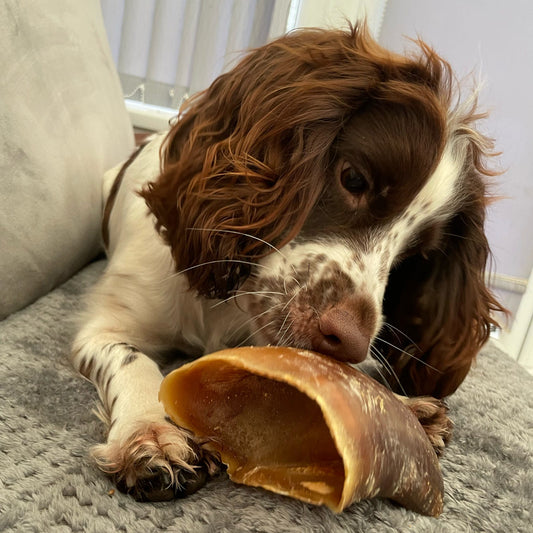 EMPTY COW HOOF