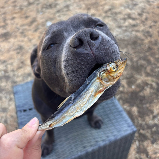 LARGE SPRAT