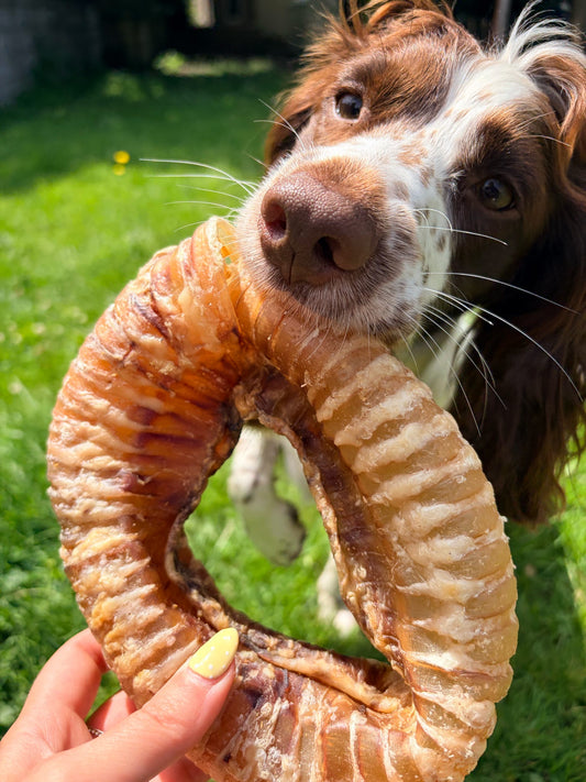 BEEF TRACHEA RING