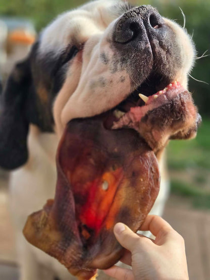 XL PIG EAR